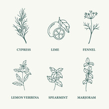 Sketch Essential Oil Plants. Cypress, Lime, Fennel, Lemon Verbena, Spearmint, Marjoram