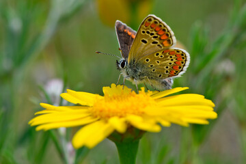 Poster - Brown argus // Kleiner Sonnenröschen-Bläuling (Aricia agestis) - Pinios-Delta, Greece