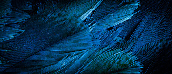 Wall Mural - blue hawk feathers with visible detail. background or texture