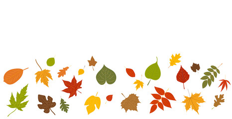 Wall Mural - autumn falling, leaves white background
