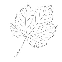 tree leaf, outline on white background isolated, vector