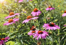 Echinacea With Bumblebees And Butterflies