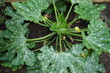 Grüne Zucchini-Pflanze im Hochbeet im Garten im Sommer