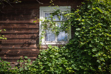 Log Wall Of An Old Village House Overgrown With Greenery With A Window.