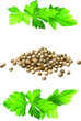 Stylized in a realistic manner image of coriander seeds and leaves. Pour the grains and leaves onto the surface.  vector 3-dimensional illustration made on a white background.
