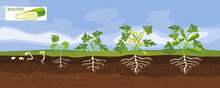 Landscape With Life Cycle Of Squash Plant. Growth Stages From Seeding To Flowering And Fruiting Plant With Ripe Green Squash And Root System Below Ground Level