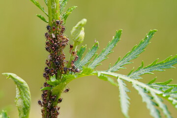 Wall Mural - ants look after aphids on the shoots of the plant