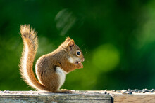 Side View Of A Red Squirrel Eating Sunflower Seeds On A Railing