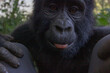© PandaFrog - uganda baby gorilla very close looking between the knees