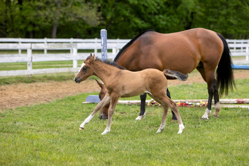 Foal walking past her mother