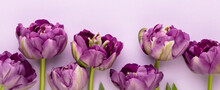Lilac Tulip Flowers On Pastel Background.