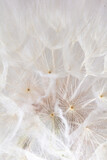 Fototapeta Dmuchawce - Abstract dandelion macro flower background. Seed macro closeup. Soft focus