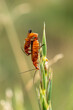 stosunek prokreacja pomarańczowych robaków insektów na zielonym tle 