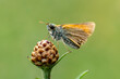 rudy motyl na kwiatku szyszce czarne oczy zielone tło