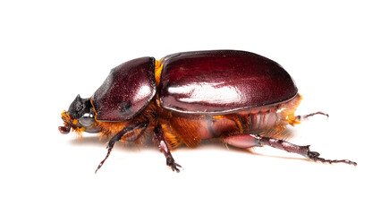 Wall Mural - European rhinoceros beetle female 