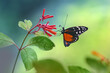 Beautiful butterfly landing on a red flower
