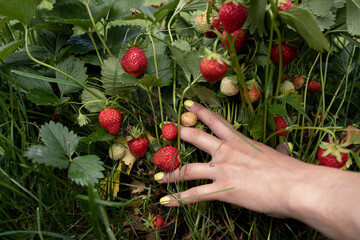 Poster - Gardening and agriculture concept. Female farm worker hand harvesting red fresh ripe organic strawberry in garden. Vegan vegetarian home grown food production. Woman picking strawberries in field