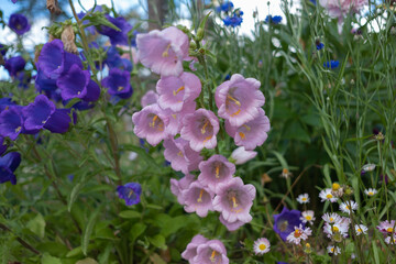 Sticker - bell purple and pink on the background of a beautiful well-kept garden