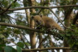 Junger Nasenbär (Nasua nasua) erkundet halsbrecherisch und akrobatisch einen Ast eines Laubbaumes. Er hat eine lange, bewegliche Nase und ein seidiges Fell. Querformat. 