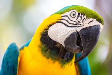 Wall Mural - Yellow and blue Macaw parrot in Pantanal, Brazil