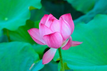 Canvas Print - close up on blooming pink lotus flower with green leaves