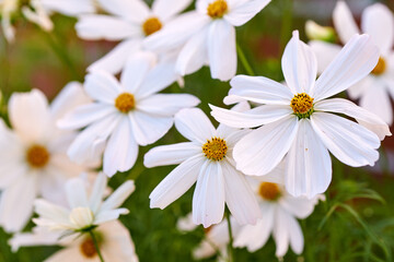 Closeup of white daisy Marguerite flowers growing in a garden. Beautiful nature scenery of bright flower petals outdoors. Gardening perennial plants for backyard decoration or park landscaping