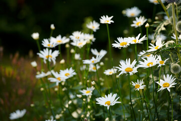 Wall Mural - Daisy flowers growing in a lush green backyard garden in summer. White marguerite flowering plant blooming on a green field in spring. Flower blossoming on a field or park in the countryside