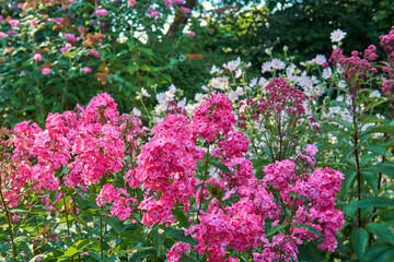 Wall Mural - A bunch of pink flowers growing in a backyard garden. Vibrant and bright plants outdoors in nature or a yard. Flowerbed outside on a summer or spring day with lush green leaves