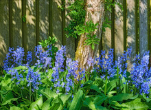 Landscape View Of Common Bluebell Flowers Growing And Flowering On Green Stems In Private Backyard Or Secluded Home Garden. Textured Detail Of Blooming Blue Kent Bells Or Campanula Plants Blossoming