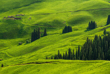 Cypress Trees On Green Hills Background