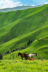 Wall Mural - horses on grassland in mountains