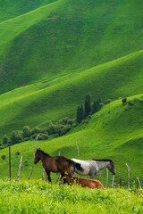 Sticker - horses on grassland in mountains