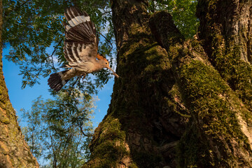 Wall Mural - Back home, Eurasian hoopoe in flight with prey at sunrise (Upupa epops)