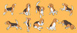set of beagle dog in different poses. Small hunting dog with brown-white coat and long ears. Puppy with cute muzzle on yellow background