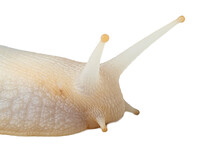 Large Snail On A White Background