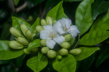 The White Orange Jessamine Flower Plant.