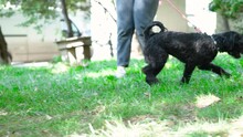 Adorable Black Dog Walking And Playing On Green Grass