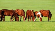 A Group Of Maroon Horses Grazing On The Grassland In Inner Mongolia, China.
