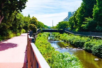 Canvas Print - bridge in the park