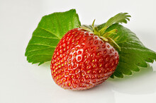 Strawberry Fragaria Ananassa Duchesne