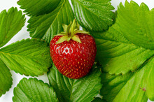 Strawberry Fragaria Ananassa Duchesne