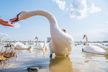 Girl feeding a mute swan in a lake from hand.