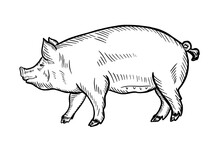 Pig Vector Illustration In Graphics, Hand Drawn Illustration. Farming,livestock