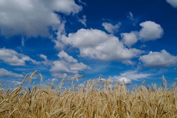 wheat field and blue sky