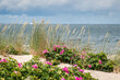Beach Stogi, Gdansk at Baltic sea. Grass in wind and wild rose pink flowers. Selective focus