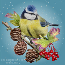 Vector Watercolor Of  Blue Tit Bird And Winter Plants.