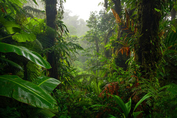 Canvas Print - Rain forest in Central America