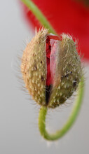 Macro Image Of An Emerging Poppy Flower