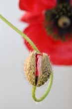 Macro Image Of An Emerging Poppy Flower