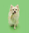 Portrait happy pomeranian puppy dog high five and greeting, Isolated on green pastel background